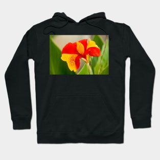 cli Daffodil Hoodie